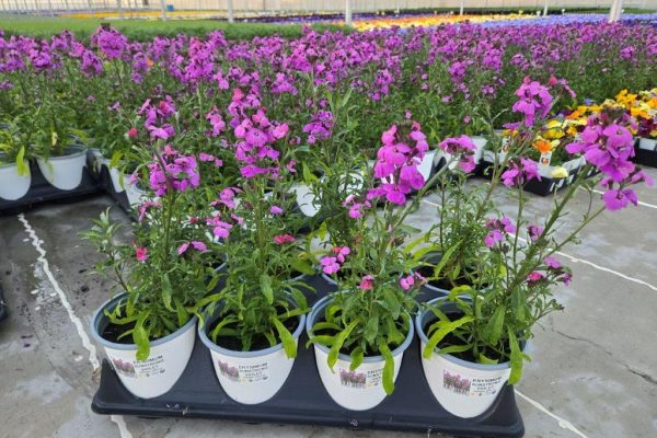 801PER ERYSIMUM SUNSTRONG VIOLET