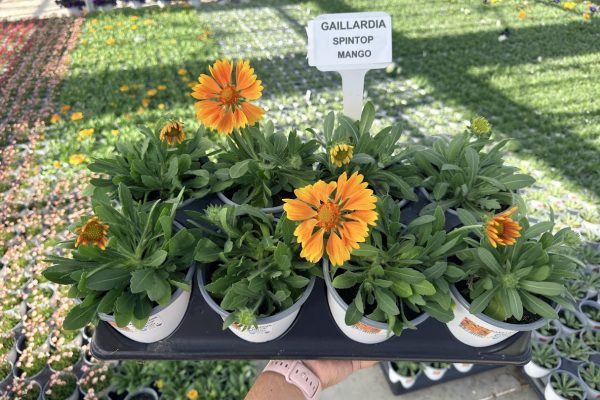 801PER GAILLARDIA SPINTOP MANGO 801PER GAILLARDIA SPINTOP MANGO