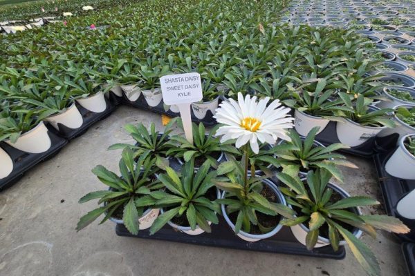 801PER SHASTA DAISY KYLIE (3) 801PER SHASTA DAISY KYLIE