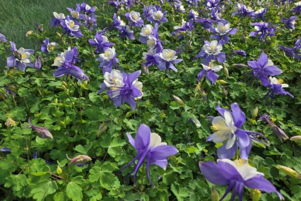 AQUILEGIA BLUE AND WHITE AQUILEGIA BLUE AND WHITE