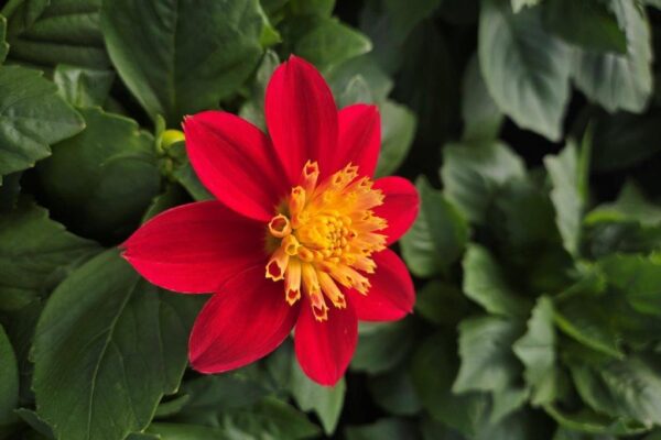 DAHLIA VENTI FIREBURST