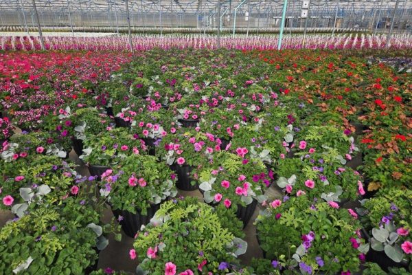 GIANT CROP PIC GIANT CROP PIC