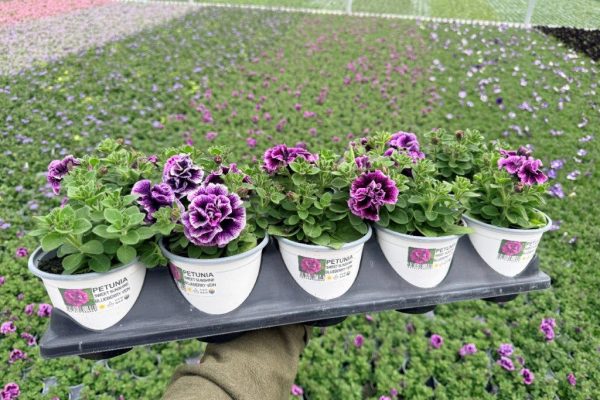 1001ANN PETUNIA SWEET SUNSHINE BLUEBERRY VEIN 1001ANN PETUNIA SWEET SUNSHINE BLUEBERRY VEIN