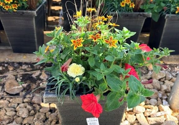 LG SQ RED STRIPE LG SQ RED STRIPE