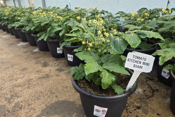 10" VEG TOMATO KITCHEN MINI SIAM 10" VEG TOMATO KITCHEN MINI SIAM