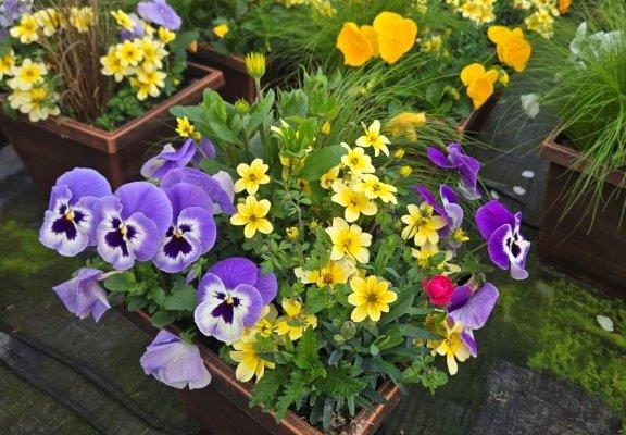 SMSQ YELLOW SPLASH (3) SMSQ YELLOW SPLASH