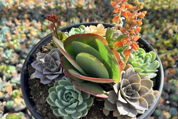 SUCCULENT ROUND COMBO SUCCULENT ROUND COMBO