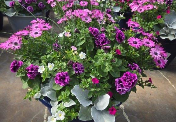 XL SILVER BULLET XL SILVER BULLET