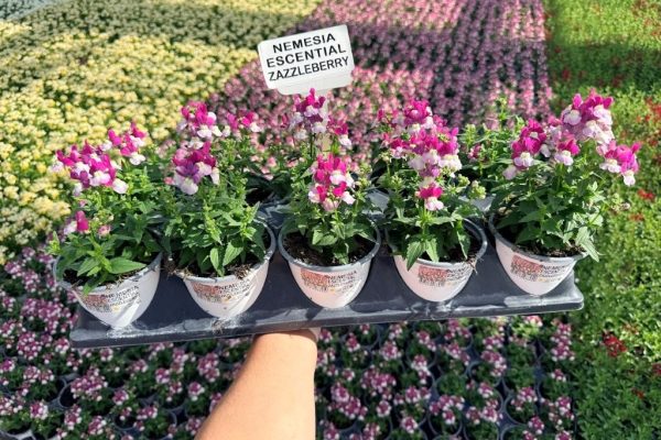1001 NEMESIA ESCENTIAL ZAZZLEBERRY 1001 NEMESIA ESCENTIAL ZAZZLEBERRY