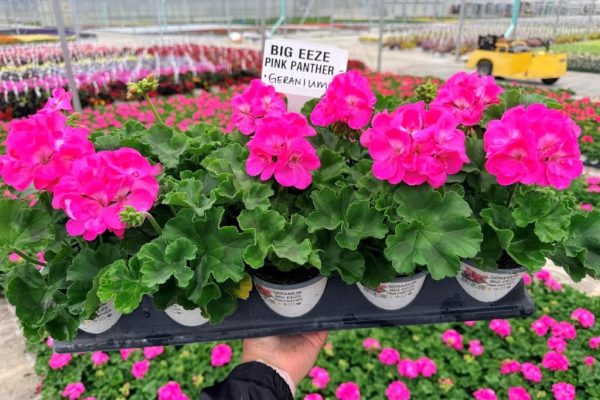 1001ANN BIG EEZE PINK PANTHER GERANIUM 1001ANN BIG EEZE PINK PANTHER GERANIUM