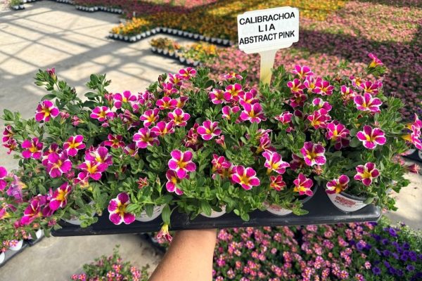 1001ANN CALIBRACHOA LIA ABSTRACT PINK 1001ANN CALIBRACHOA LIA ABSTRACT PINK