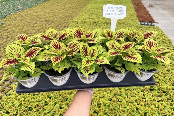 1001ANN COLEUS TERRASCAPE SOLAR FLARE