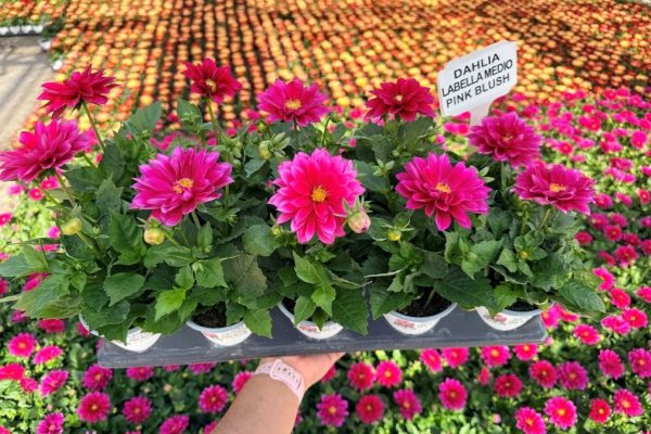 1001ANN DAHLIA LABELLA MEDIO PINK BLUSH 1001ANN DAHLIA LABELLA MEDIO PINK BLUSH