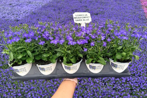 1001ANN LOBELIA MAGADI COMPACT DARK BLUE