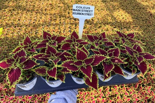 1001ANN MAIN STREET BOURBON STREET 1001ANN MAIN STREET BOURBON STREET