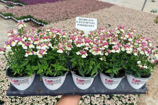1001ANN NEMESIA ESCENTIAL PINKBERRY