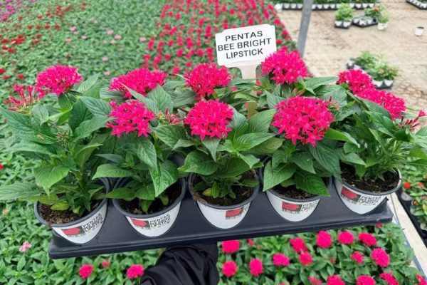 001ANN PENTAS BEE BRIGHT LIPSTICK