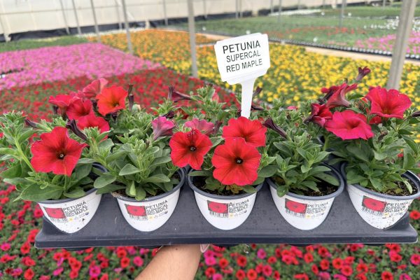 1001ANN PETUNIA SUPERCAL RED MAPLE