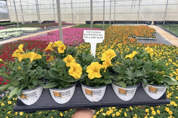 1001ANN PETUNIA SUPERCAL YELLOW SUN