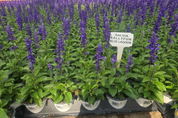1001ANN SALVIA SALLYFUN BLUE