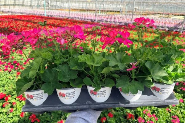 1001GER MOJO GLORY DAYS PINK BICOLOR