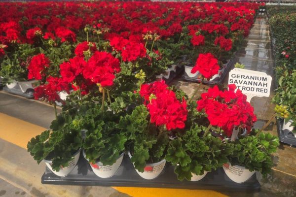 1001GER SAVANNAH HOT ROD RED