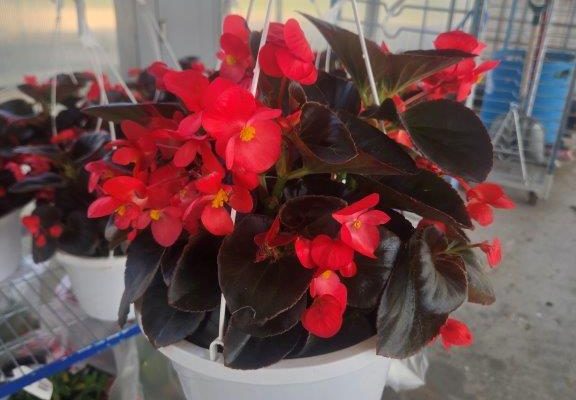 10BKST BEGONIA BRONZE LEAF RED
