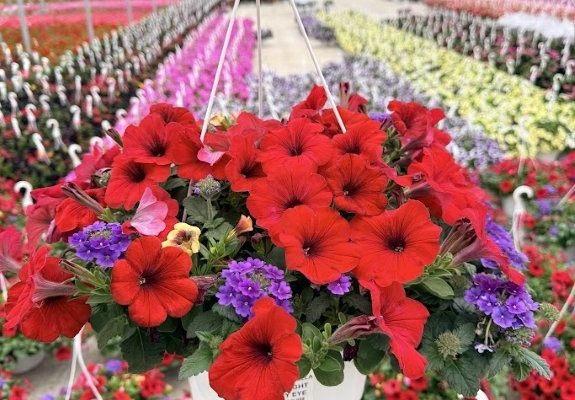 10BKST DURABELLA CAUGHT MY EYE 10BKST DURABELLA CAUGHT MY EYE