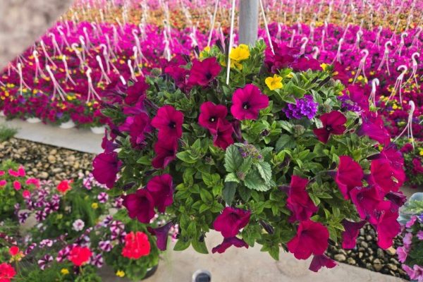 10BKST DURABELLA CHALK ART