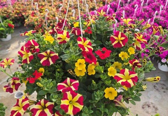 10BKST DURABELLA FIREQUEEN