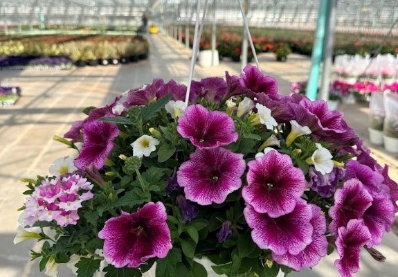 10BKST DURABELLA ROSE CHATEAU 10BKST DURABELLA ROSE CHATEAU