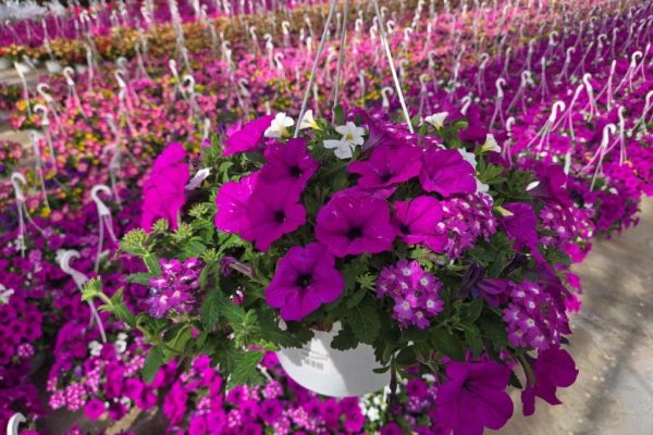 10BKST DURABELLA VIOLICIOUS