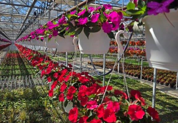 10BKST SUNPATIENS 10BKST SUNPATIENS