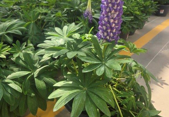 10PER WESTCOUNTRY LUPINE