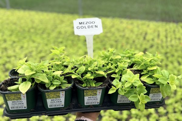 10STDACC MEZOO GOLDEN