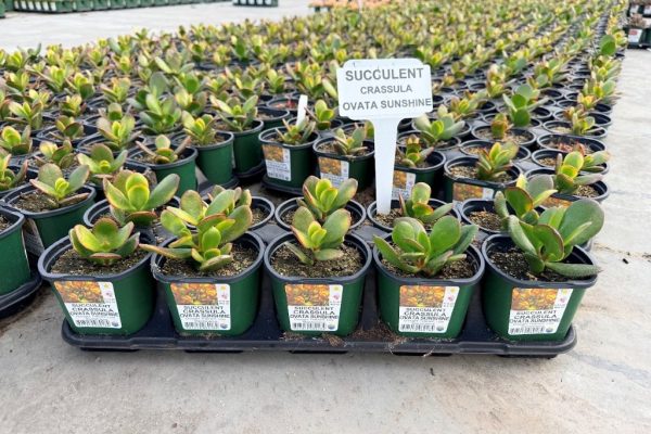 10STDACC SUCCULENT CRASSULA OVATA SUNSHINE 10STDACC SUCCULENT CRASSULA OVATA SUNSHINE