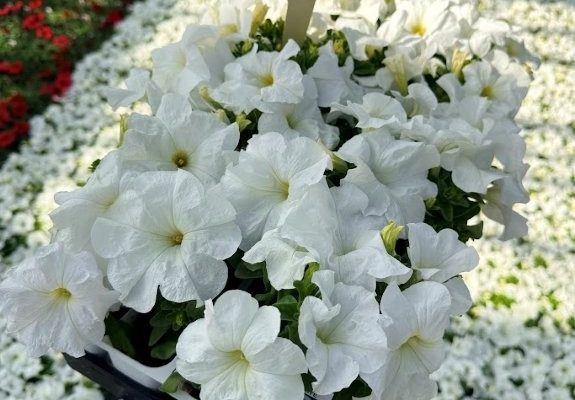 606ANN PETUNIA DUVET WHITE 606ANN PETUNIA DUVET WHITE