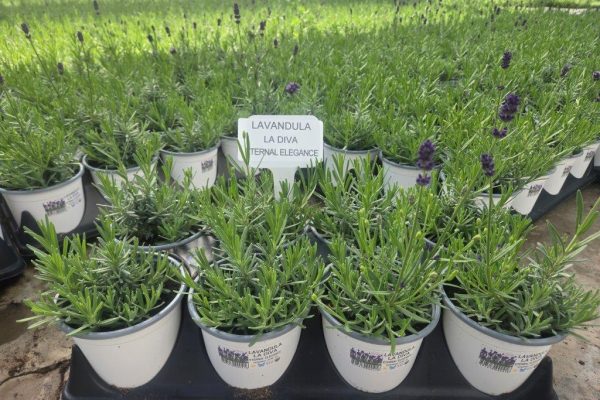 801PER LAVENDULA LA DIVA ETERNAL ELEGANCE
