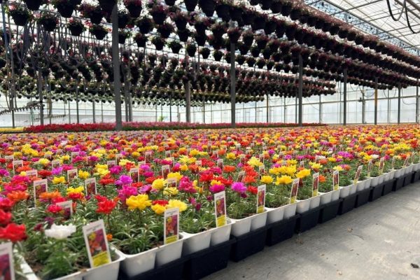 PORTULACA CROP