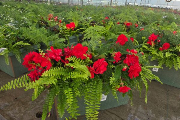 XL WINDOWBOX FERNS AND FRIENDS