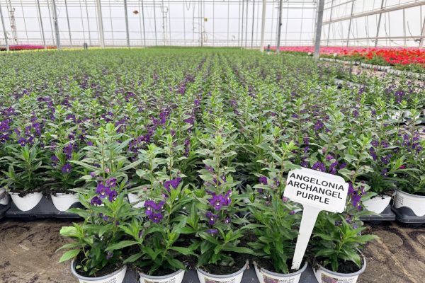 1001ANN ANGELONIA ARCHANGEL PURPLE