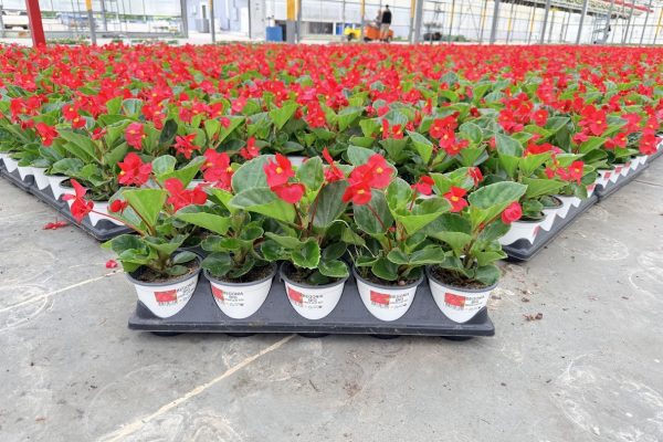 1001ANN BEGONIA BIG GREEN LEAF RED