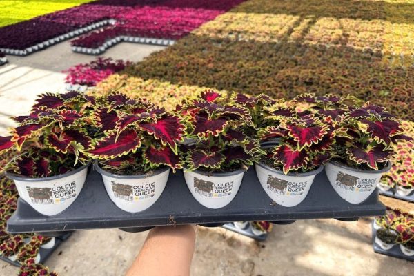 1001ANN COLEUS TERRASCAPE QUEEN