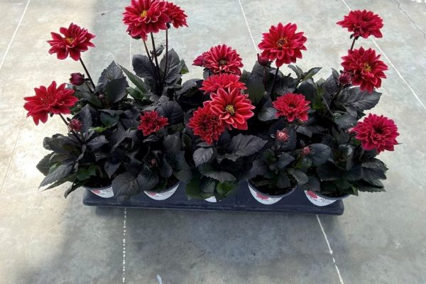 1001ANN DAHLIA TEMPTATION RED 1001ANN DAHLIA TEMPTATION RED