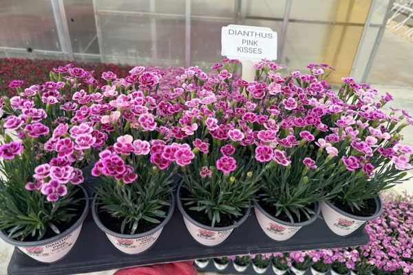 1001ANN DIANTHUS PINK KISSES