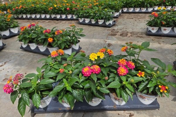 1001ANN LANTANA NEON
