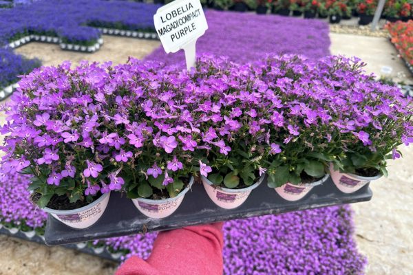1001ANN LOBELIA MAGADI COMPACT PURPLE