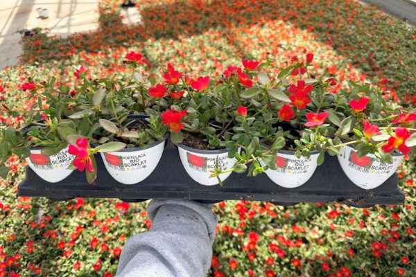 1001ANN PORTULACA RIO SCARLET 1001ANN PORTULACA RIO SCARELT