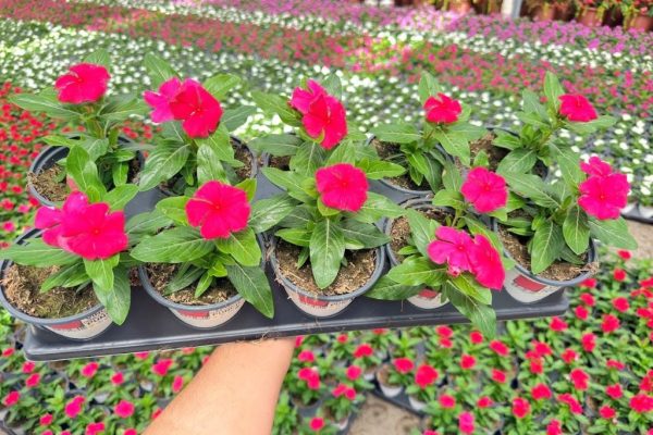 1001ANN VINCA CORA CASCADE PUNCH