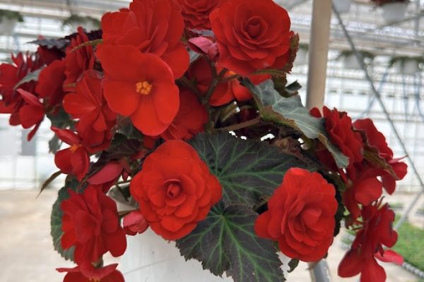 10BKST BEGONIA ROUGE NOIR